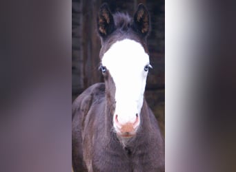 American Paint Horse, Stute, Fohlen (03/2026), 150 cm, Overo-alle-Farben