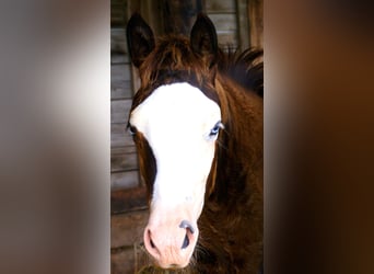 American Paint Horse, Stute, Fohlen (03/2026), 150 cm, Overo-alle-Farben