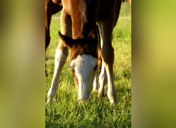 American Paint Horse, Stute, Fohlen (03/2026), 150 cm, Overo-alle-Farben