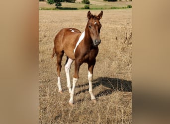 American Paint Horse, Stute, Fohlen (05/2026), 152 cm, Tobiano-alle-Farben