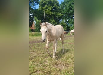 American Paint Horse, Stute, Fohlen (04/2026), 153 cm, Buckskin