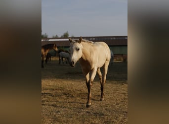 American Paint Horse, Stute, Fohlen (04/2026), 153 cm, Buckskin