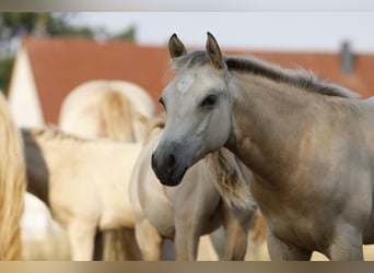 American Paint Horse, Stute, Fohlen (04/2026), 153 cm, Buckskin