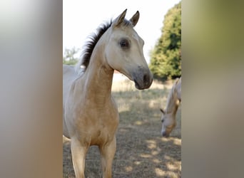American Paint Horse, Stute, Fohlen (04/2026), 153 cm, Buckskin