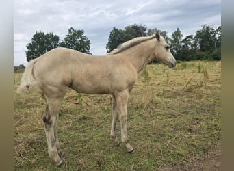 American Paint Horse, Stute, Fohlen (04/2026), 153 cm, Buckskin