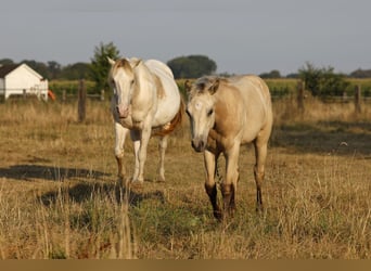 American Paint Horse, Stute, Fohlen (04/2026), 153 cm, Buckskin