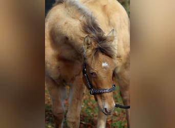 American Paint Horse, Stute, Fohlen (05/2025), 153 cm, Champagne