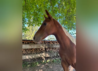 American Paint Horse, Stute, Fohlen (05/2026), 153 cm, Tobiano-alle-Farben