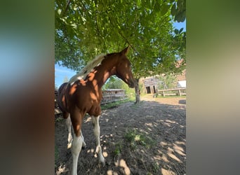 American Paint Horse, Stute, Fohlen (05/2026), 153 cm, Tobiano-alle-Farben