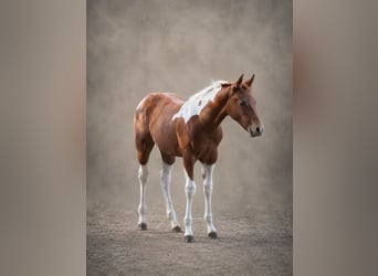 American Paint Horse, Stute, Fohlen (05/2026), 153 cm, Tobiano-alle-Farben