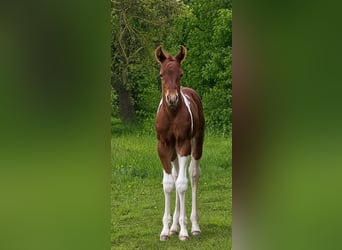 American Paint Horse, Stute, Fohlen (05/2026), 153 cm, Tobiano-alle-Farben