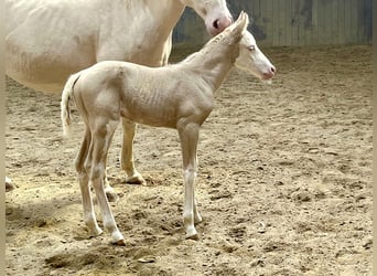 American Paint Horse, Stute, Fohlen (04/2026), 154 cm, Overo-alle-Farben