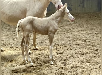American Paint Horse, Stute, Fohlen (04/2026), 154 cm, Overo-alle-Farben