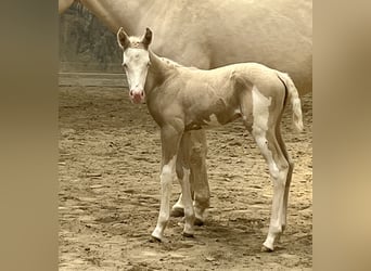 American Paint Horse, Stute, Fohlen (04/2026), 154 cm, Overo-alle-Farben