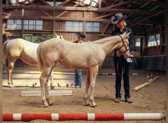 American Paint Horse, Stute, Fohlen (04/2026), 154 cm, Overo-alle-Farben