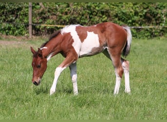 American Paint Horse, Stute, Fohlen (04/2026), 154 cm, Schecke