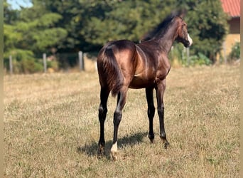 American Paint Horse, Stute, Fohlen (04/2026), 155 cm, Dunkelbrauner