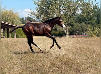 American Paint Horse, Stute, Fohlen (04/2026), 155 cm, Dunkelbrauner