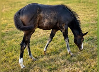 American Paint Horse, Stute, Fohlen (04/2026), 155 cm, Dunkelbrauner