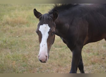 American Paint Horse, Stute, Fohlen (04/2026), 155 cm, Dunkelbrauner