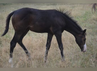 American Paint Horse, Stute, Fohlen (04/2026), 155 cm, Dunkelbrauner