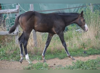 American Paint Horse, Stute, Fohlen (04/2026), 155 cm, Dunkelbrauner