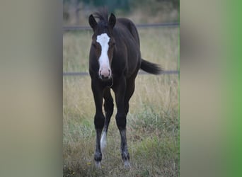 American Paint Horse, Stute, Fohlen (04/2026), 155 cm, Dunkelbrauner