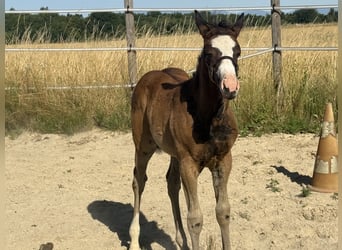 American Paint Horse, Stute, Fohlen (04/2026), 155 cm, Dunkelbrauner