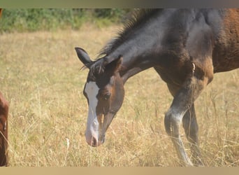 American Paint Horse, Stute, Fohlen (04/2026), 155 cm, Dunkelbrauner