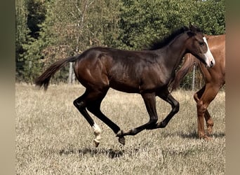 American Paint Horse, Stute, Fohlen (04/2026), 155 cm, Dunkelbrauner