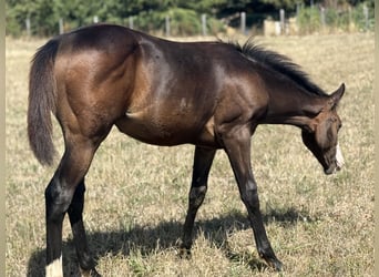 American Paint Horse, Stute, Fohlen (04/2026), 155 cm, Dunkelbrauner