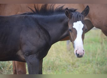 American Paint Horse, Stute, Fohlen (04/2026), 155 cm, Dunkelbrauner