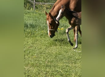 American Paint Horse, Stute, Fohlen (04/2026), 155 cm, Dunkelbrauner