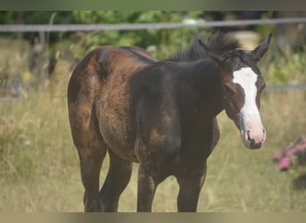 American Paint Horse, Stute, Fohlen (04/2026), 155 cm, Dunkelbrauner