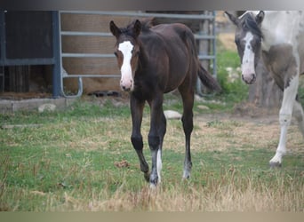 American Paint Horse, Stute, Fohlen (04/2026), 155 cm, Dunkelbrauner
