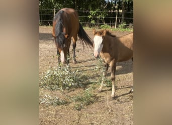 American Paint Horse Mix, Stute, Fohlen (06/2026), 155 cm, Tobiano-alle-Farben