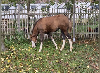 American Paint Horse Mix, Stute, Fohlen (06/2026), 155 cm, Tobiano-alle-Farben
