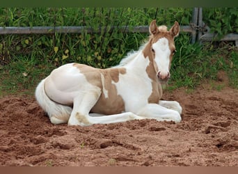 American Paint Horse, Stute, Fohlen (05/2025), 155 cm, Tobiano-alle-Farben