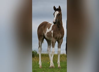 American Paint Horse, Stute, Fohlen (04/2026), 158 cm, Rappe