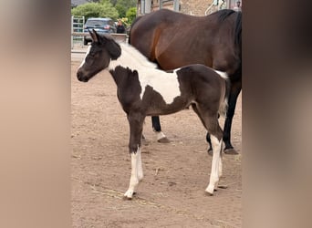 American Paint Horse, Stute, Fohlen (05/2026), 165 cm, Tobiano-alle-Farben