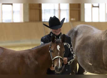 American Paint Horse, Stute, Fohlen (05/2026), Brauner