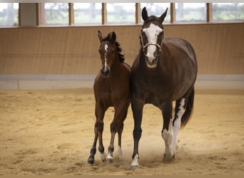 American Paint Horse, Stute, Fohlen (05/2026), Brauner