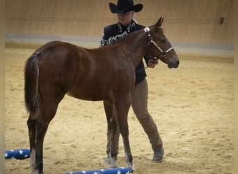 American Paint Horse, Stute, Fohlen (05/2026), Brauner