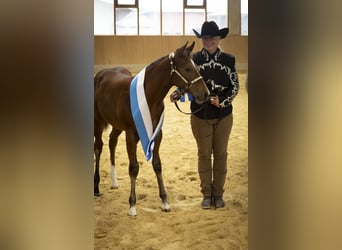 American Paint Horse, Stute, Fohlen (05/2026), Brauner
