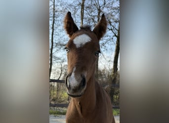 American Paint Horse, Stute, Fohlen (03/2026), Brauner