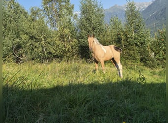 American Paint Horse, Stute, Fohlen (05/2026), Champagne