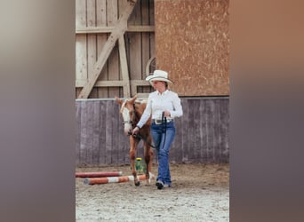 American Paint Horse, Stute, Fohlen (03/2025), Palomino