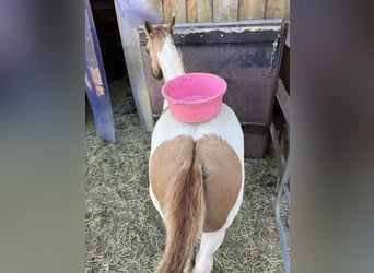 American Paint Horse, Stute, Fohlen (06/2026), Red Dun