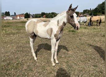American Paint Horse, Stute, Fohlen (04/2026), Tobiano-alle-Farben