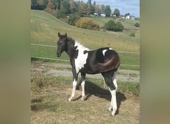 American Paint Horse, Stute, Fohlen (05/2026), Tobiano-alle-Farben